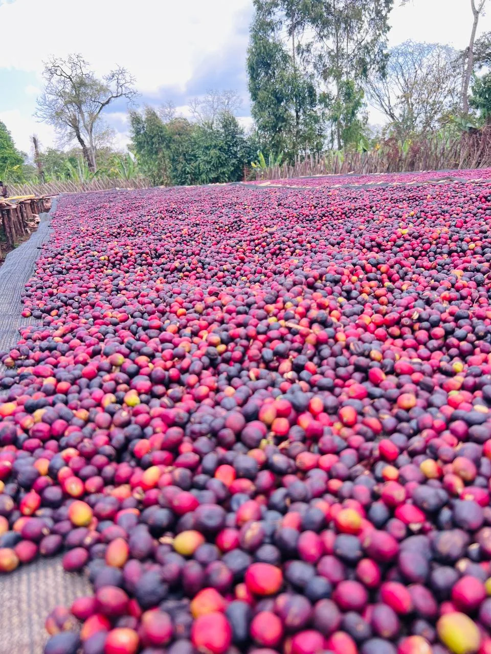 Close view of coffee cherries drying