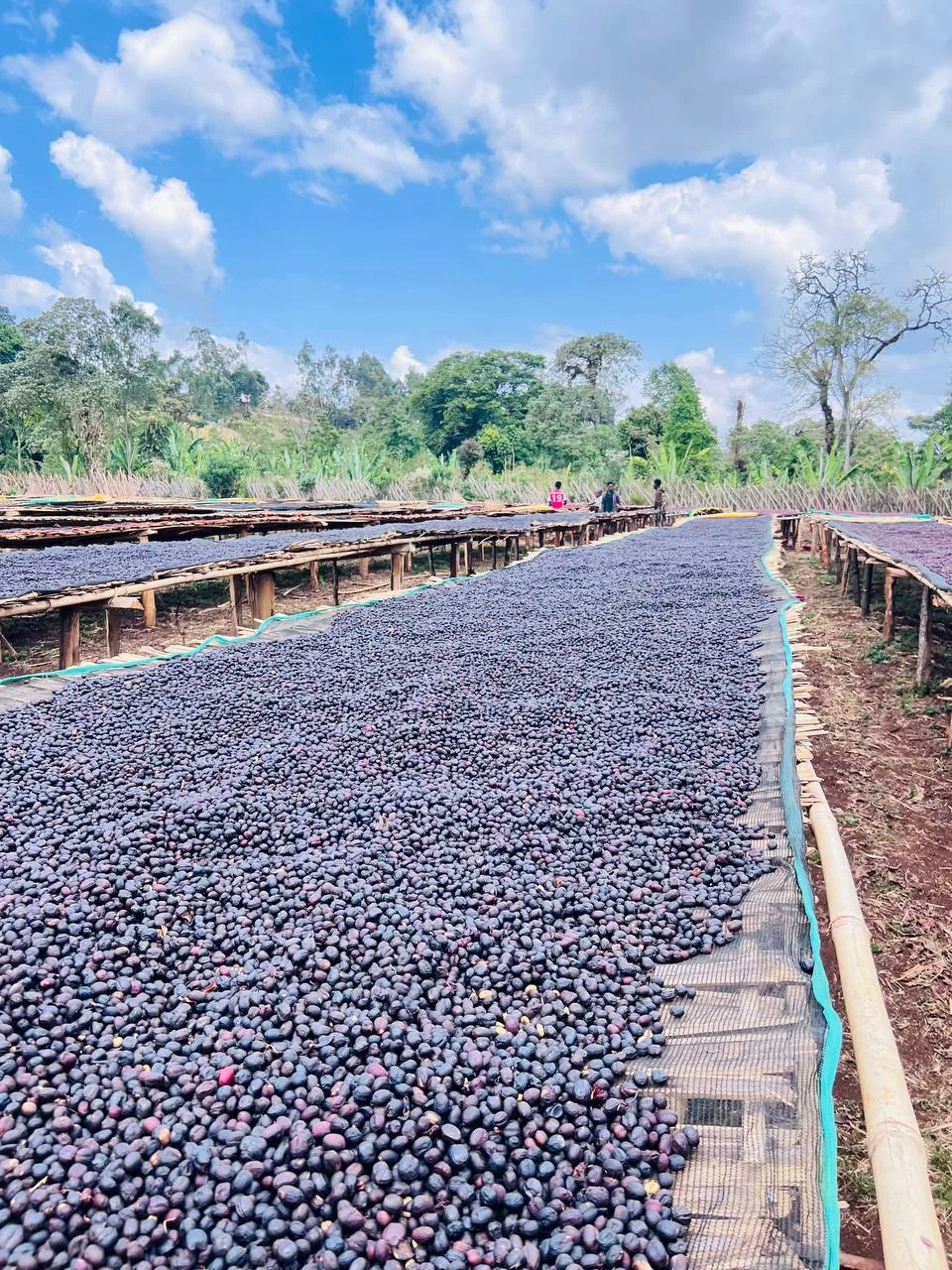 Coffee drying across long raised beds in Ethiopia