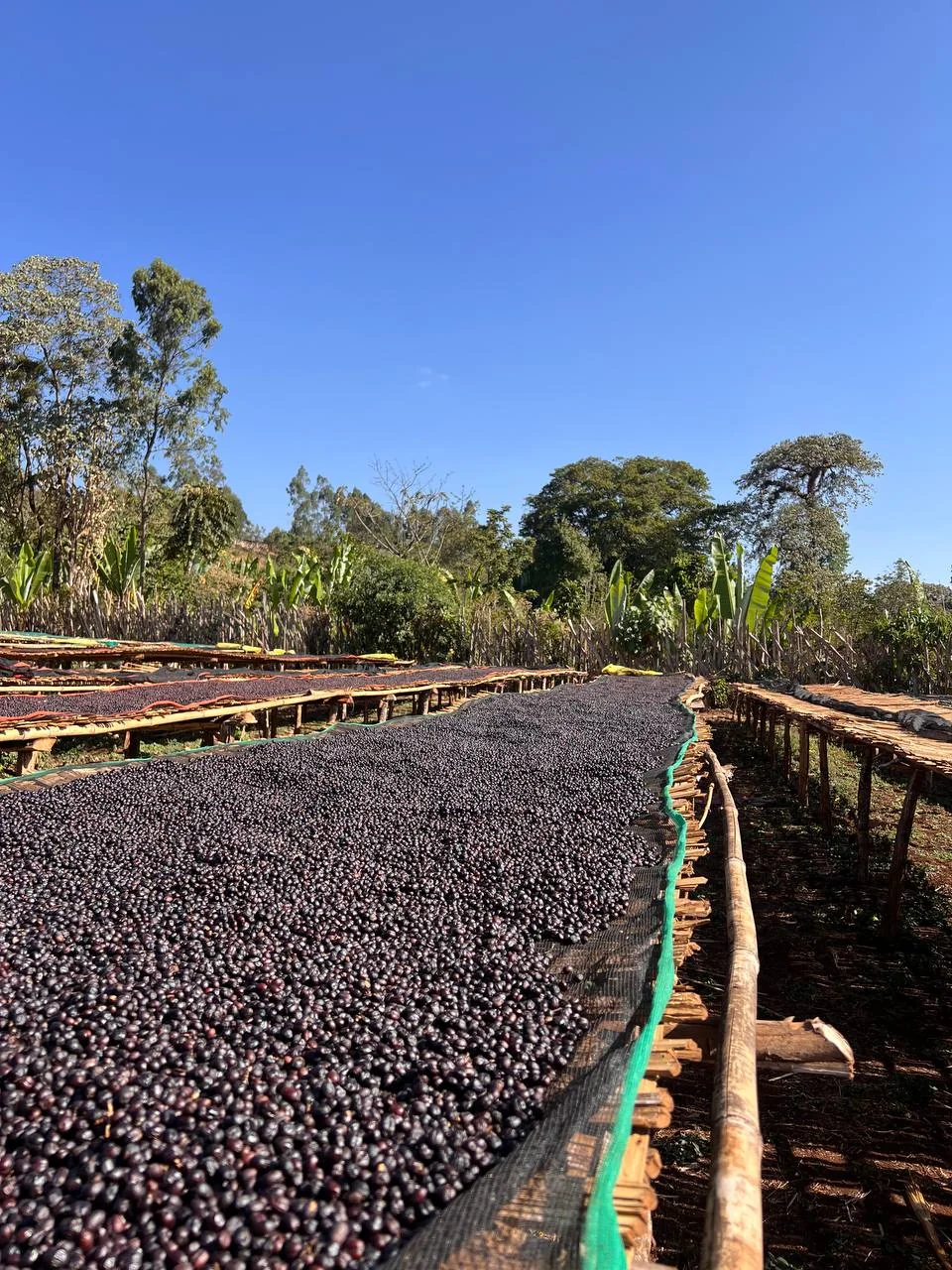 Sunlit raised coffee drying beds