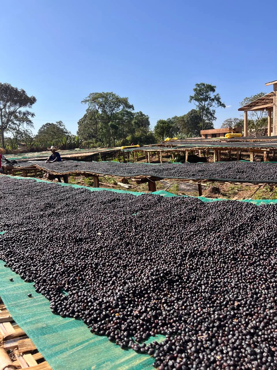 Raised drying beds at an Ethiopian coffee processing site