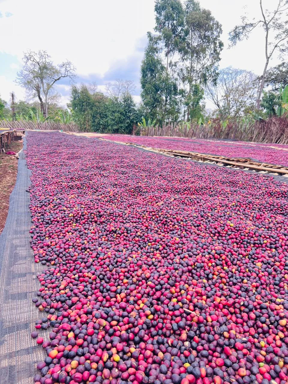 Red coffee cherries drying on raised beds
