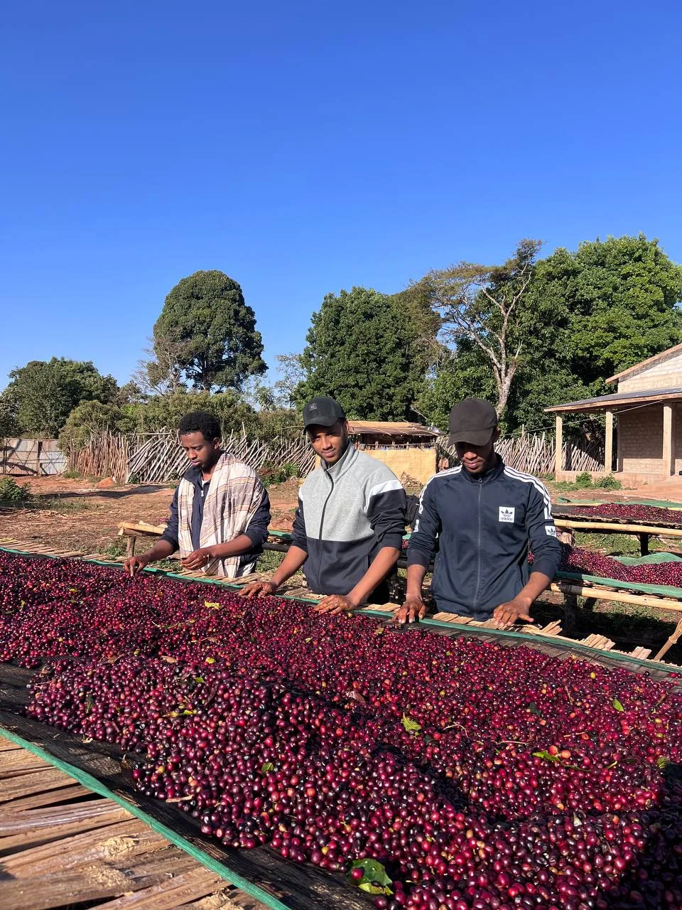 Coffee processing team inspecting cherries on raised drying beds in Ethiopia