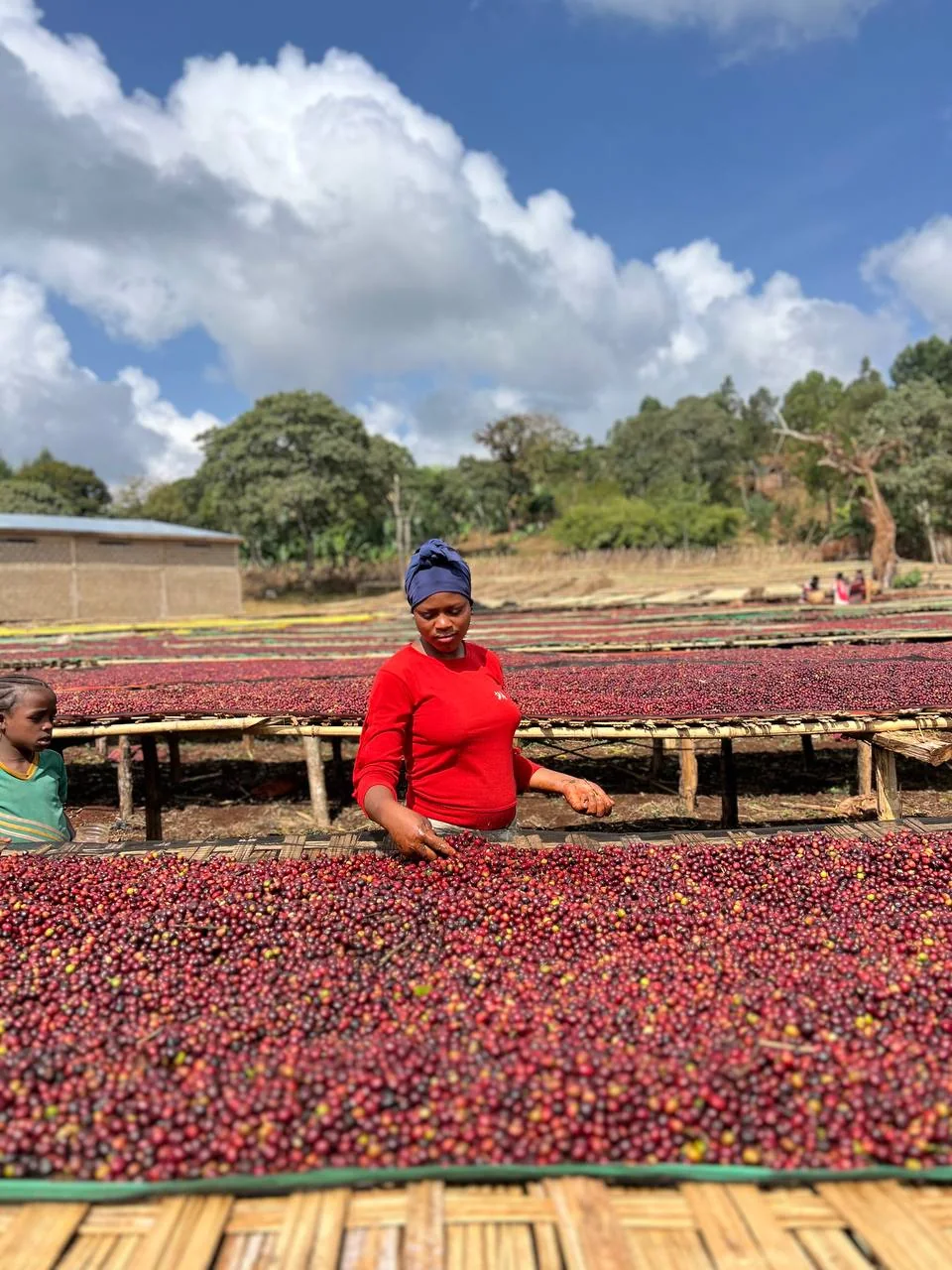 Coffee worker sorting and tending coffee cherries on raised drying beds